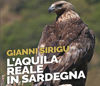 L’aquila reale in Sardegna