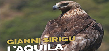L’aquila reale in Sardegna