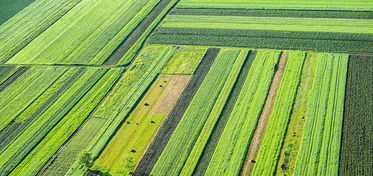 I giovani stranieri imparano l’arte di coltivare la terra