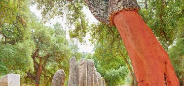 Viaggio in Sardegna. The Photo Solstice 2018–2025 in mostra all’Istituto Italiano di Cultura di Miami