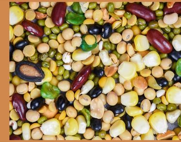 Progetto AGER, finanziati tre progetti di ricerca sulle colture proteiche